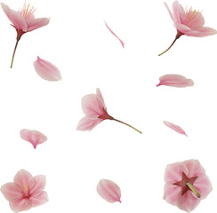 3d render flying pink cherry blossom petal