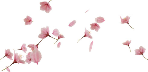 3d render flying pink cherry blossom petal © Arasigner