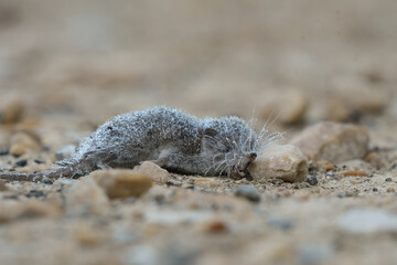 Shrew corpse covered in dewdrops at dawn