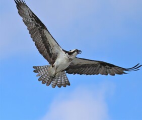 Obraz premium Osprey in Flight Cedar Key Florida Gulf of Mexico