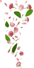 3d render flying pink rose petal