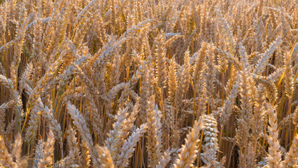 Fototapeta premium Beautiful ripe common wheat ears in sunlit summer field background. Triticum aestivum. Close-up of dry golden spikelets of rural cornfield in sunbeams backlight. Natural farming crop for bread making.