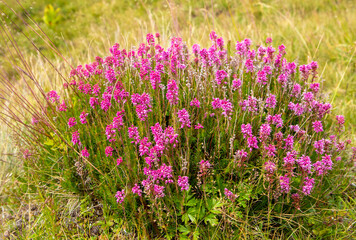 Obraz premium A close-up of a bush of flowering Bruckenthalia spiculifolia plants