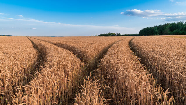 Closeup of ruts in bread wheat field in summer nature scenery. Triticum aestivum. Beautiful ripe cornfield in rural landscape with forest on horizon and blue sky background. Agricultural crop harvest.