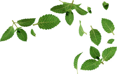 3d render flying mint leaves © Arasigner