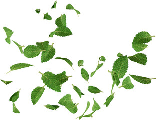 3d render floating mint leaves © Arasigner