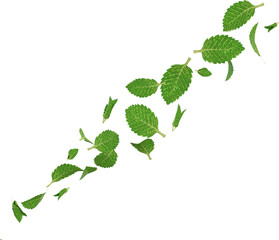 3d render falling green peppermint