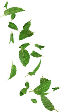 3d render floating mint leaves