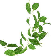 3d render falling green peppermint