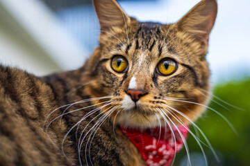 Close-up of a cat face. Portrait of a male kitten. Cat looks curious and alert. Detailed picture of a cats face with yellow clear eyes. Close up of cute feline face. a young cat with a red scarf