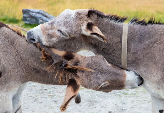 A close-up with the heads of two donkeys. Animals showing their love, affection