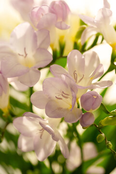 Lylac freesias close up, spring flowers