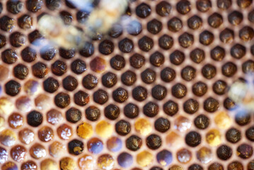 frisch bestifte  Waben im Bienenstock