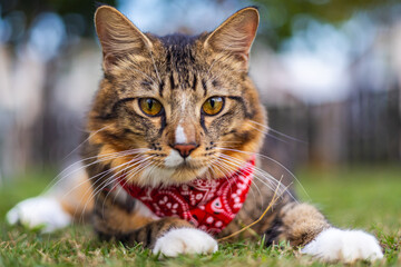 Close-up of a cat face. Portrait of a male kitten. Cat looks curious and alert. Detailed picture of a cats face with yellow clear eyes. Close up of cute feline face. a young cat with a red scarf