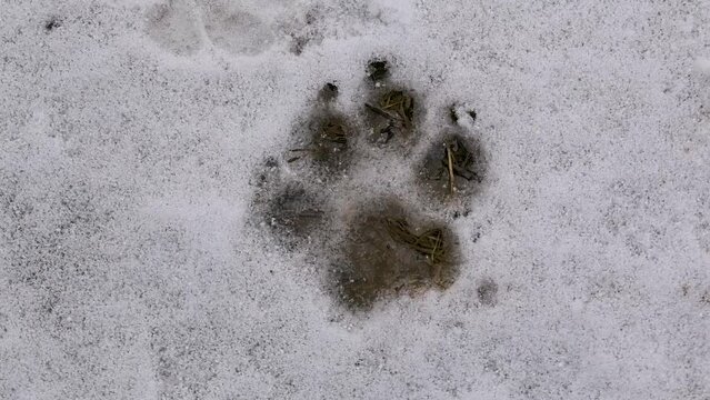 The footprint of a large paw of a dog or wolf in the snow. Animals in the wild