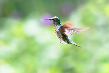 Fototapeta na wymiar White-necked Jacobin hummingbird in flight on a pastel background.