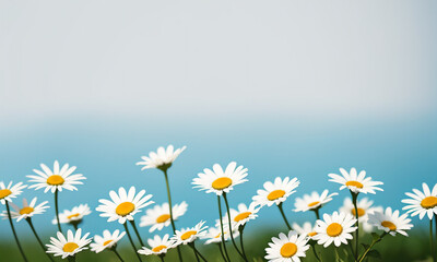 Beautiful daisies on a blue background, copy space. 