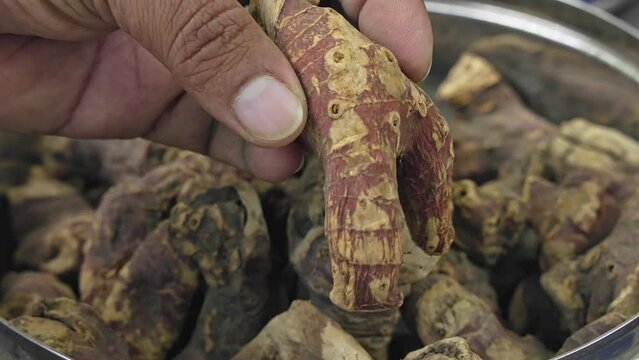 Man checking the quality of Alpine galanga, galangal, or Laos root