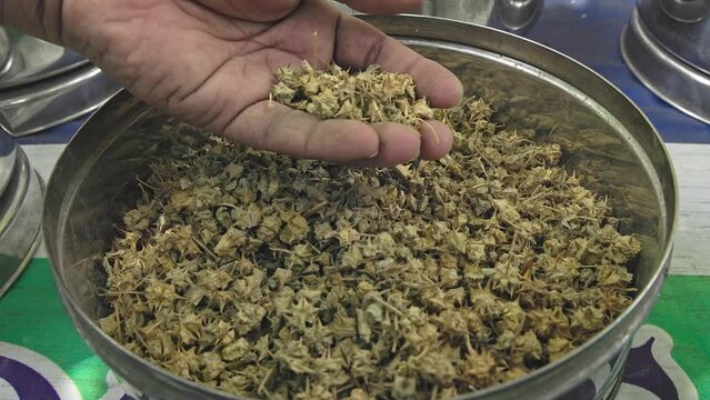 A man checks the quality of tribulus terrestris or lawnweed or Bindii seeds