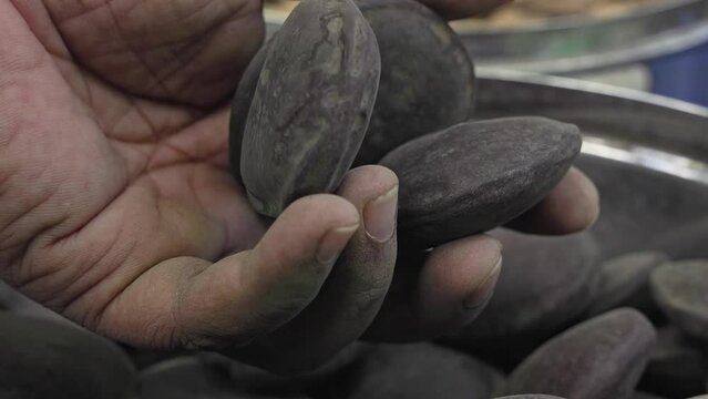 A man checks the quality of dry yongchak maru, parkia seeds, or big brown seeds