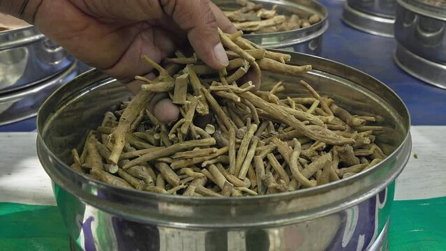 A man checks the quality of dry ashwagandha or withania somnifera or winter cherry