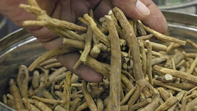 A man checks the quality of dry ashwagandha or withania somnifera or winter cherry