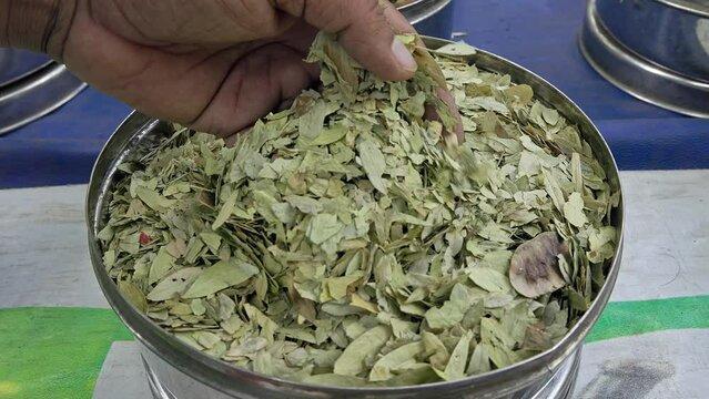 A man checks the quality of dry Senna Alexandrina, Swarnapatri, or Senna leaves