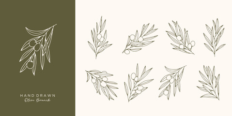 Olive Branch for olive oil logo or olive icon, hand drawn olive branch botanical herbs elements in vector format, floral olive frame and border virgin oil - obrazy, fototapety, plakaty