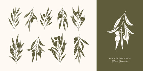 Olive Branch for olive oil logo or olive icon, hand drawn olive branch botanical herbs elements in vector format, floral olive frame and border virgin oil - obrazy, fototapety, plakaty