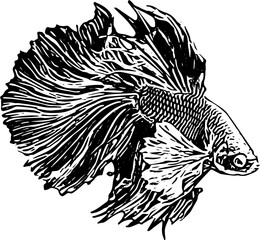 sketch of  Betta fish