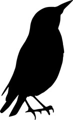 sitting bird silhouette. isolated vector silhouette.