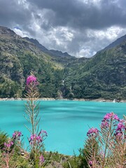 flowers and mountain landscape