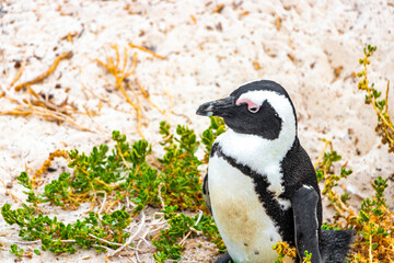 Naklejka premium South african penguins colony of spectacled penguins penguin Cape Town.