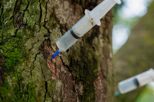 Durian needle planting at the trunk to prevent and treat phytophthora fungus or root rot disease, the mixture contains phosphonic acid and distilled water at a ratio of 1:1