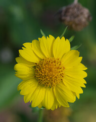Beautiful close-up of a verbesina encelioides