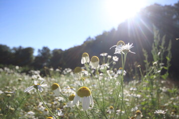 Obraz premium beautiful chamomiles in the meadow