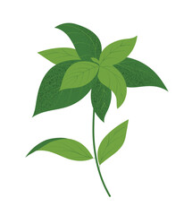 Basil or peppermint plant, hand drawn vector illustration in flat style