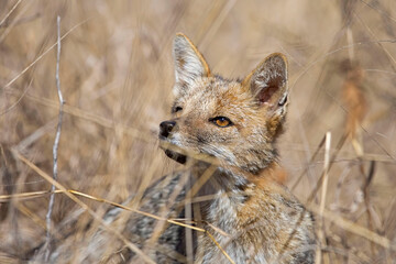 Grey fox