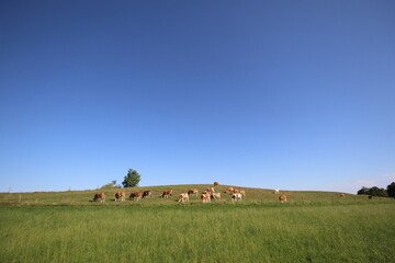 Fototapeta premium Holstein cows grazing in a field 