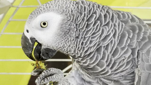 A beautiful gray parrot holds food in its paw and gnaws it with its powerful beak. Psittacus erithacus, Congo African gray parrot close up.