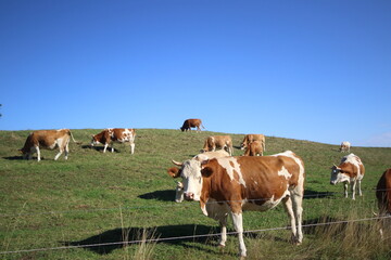 Fototapeta na wymiar Holstein cows grazing in a field 