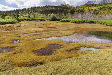 秋_紅葉の栂池自然園
