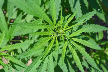 Shoots wild cannabis, top view