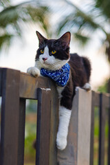 A young male cat with black and white fur relaxed on a garden fence, chilling. Eyes fixed, whiskers twitching; a tranquil scene of nature's beauty. Sharp close up shot on a healthy kitty. Domestic cat