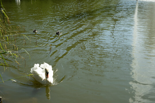schwan und enten