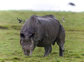 Obraz premium One Horned Rhino from Kaziranga of Assam, india