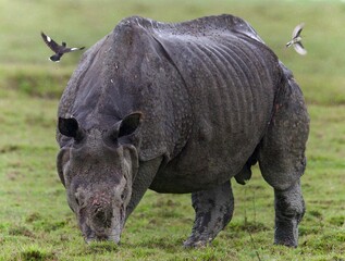 Obraz premium One Horned Rhino from Kaziranga of Assam, india