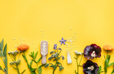 Flat lay view homeopathic medicine pills in jars and spilled around on yellow background, decorated with fresh various herbs and plants, flowers. Homeopathy border background, lot of copy space.