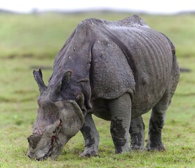 Obraz premium One Horned Rhino from Kaziranga of Assam, india