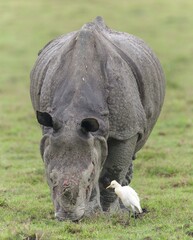 One Horned Rhino from Kaziranga of Assam, india